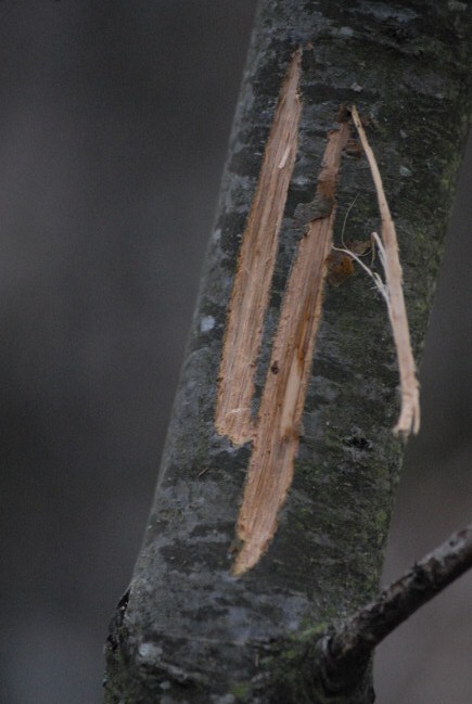 PASSIONE PER IL CERVO